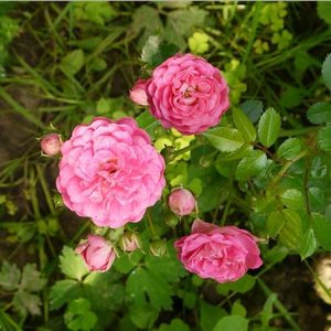 Różowy  - róże historyczne - róże pnące ramblery
